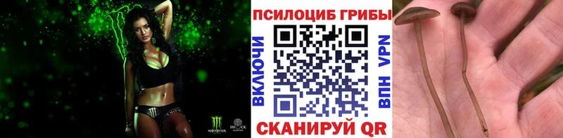 Псилоцибиновые грибы Psilocybine cubensis  Купить  Краснослободск 